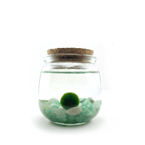 Moss Chico terrarium with Aventurine crystals in a glass jar.